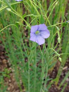 flax